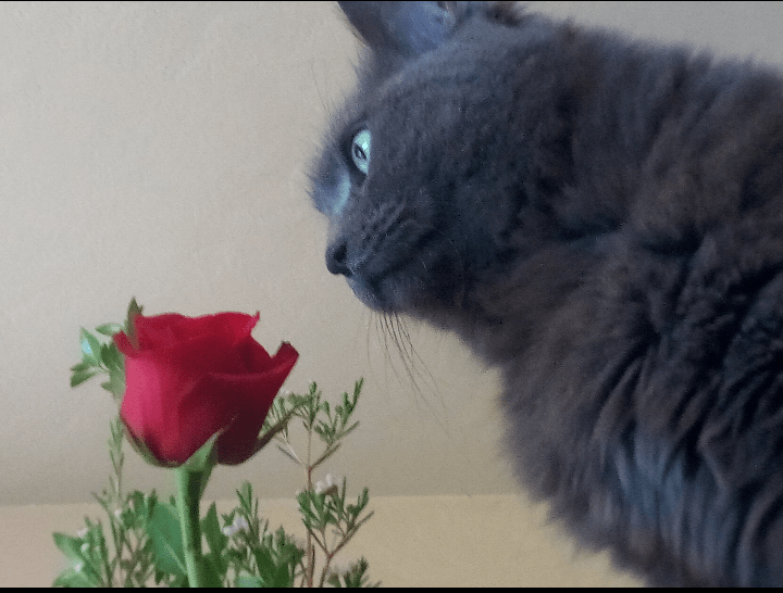 Screenshot_20180523-015545